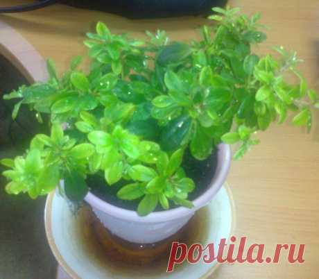 Почему у азалии расту бледные листья? | Азалия | Indoor-Plants-Tips.ru