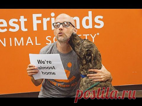 Бездомные животные в новом видео Moby, Buro 24/7