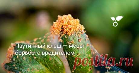 Паутинный клещ — меры борьбы с вредителем При определённых условиях, проблем клещ может доставить массу, поэтому борьбу с ним нужно вести непримиримую, используя все доступные средства.