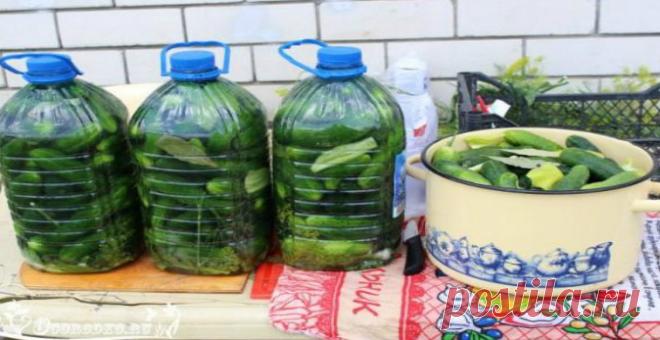 Солим огурцы в пластиковых бутылках! Получаются настоящие бочковые огурчики, очень вкусно! В сезон консервации и каждая хозяйка, как обычно, запасается баночками, бутылями и закаточными крышечками для этого процесса. Но сегодня мы предложим вам кардинально новый метод консервирования огурцов, для которого не нужно использовать стеклянную тару, достаточно дома иметь пару пластиковых 5-ти л