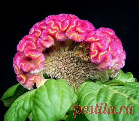 целозия фото цветов: 3 тыс изображений найдено в Яндекс.Картинках