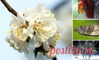 6 причин, почему абрикос весной не цветет  


Бело-розовые шапки цветов на абрикосовых деревьях – не только прекрасное зрелище весной, но и залог отличного урожая. Что если после посадки абрикоса прошло несколько лет, а цветения все нет? Дере…