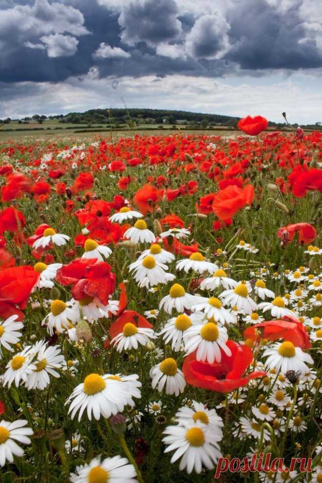 Belle nature