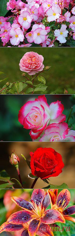 Картинки цветы красивые