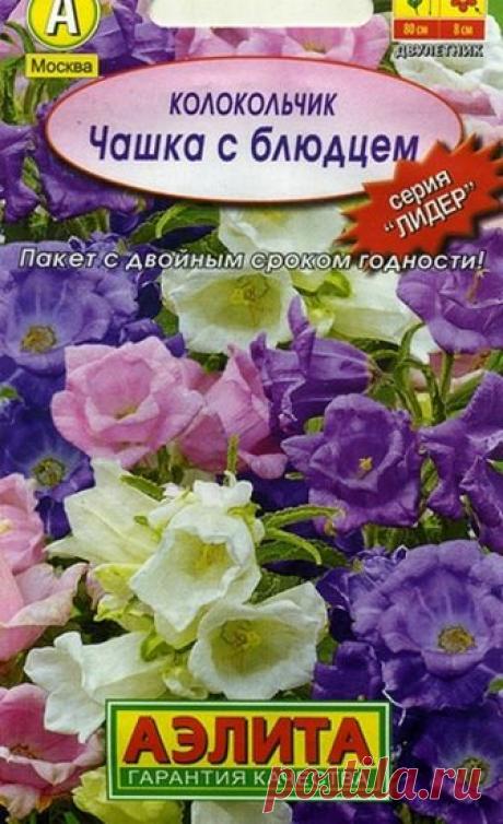 Колокольчик средний - особенности выращивания в саду