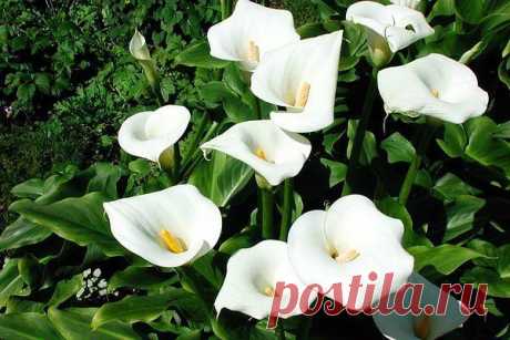 КАЛЛА. ПОСАДКА И УХОД | Самоцветик