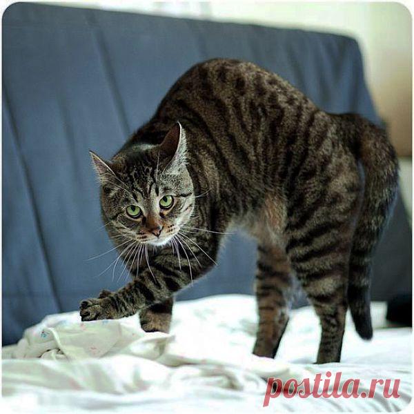 Вызов на дуэль!!!