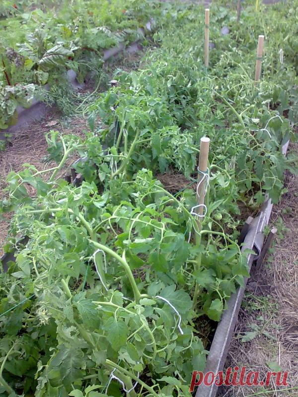 Пасынкование томатов или как я спасала помидоры / пасынкование / 7dach.ru