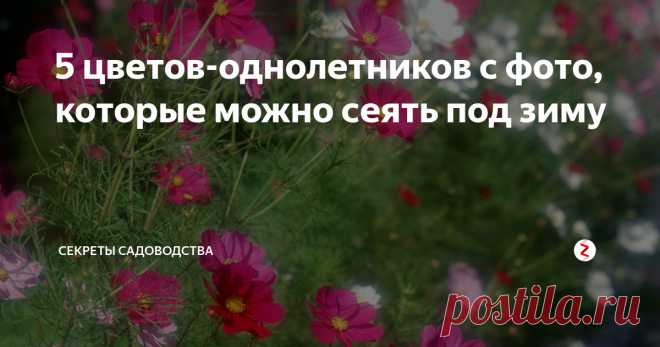 5 цветов-однолетников с фото, которые можно сеять под зиму Сэкономьте время весной — высевайте однолетники осенью! Рассказываю о 7 достойных кандидатах, семена которых успешно перезимуют под подушкой снега.