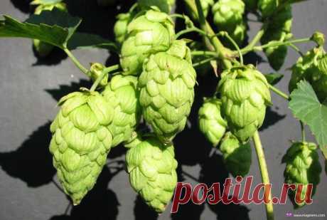 Пиво и пивные напитки