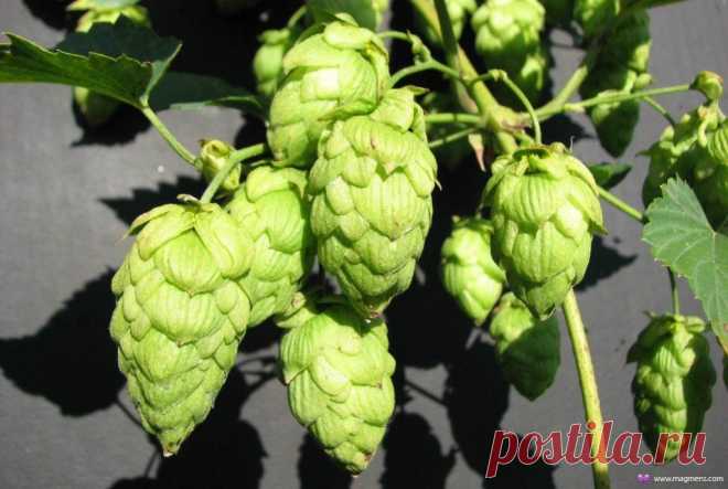 Пиво и пивные напитки