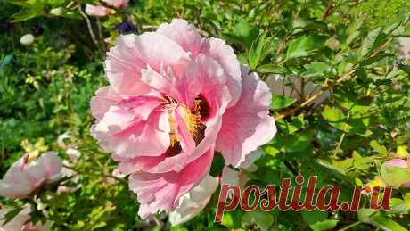 Peony - Pfingstrose- Pivoine - Peonia Botanical garden open to the public, very worth seeing almost at any time of the year.  The garden is not advertised, you have to ask the inhabitants, it is located near the castle in the middle of the old town on a hill. ********************************************************************************* 69469 Weinheim an der Bergstrasse, Südhessen, Germany Babostraße 5 Schau- und Sichtungsgarten Hermannshof sichtungsgarten-hermannshof.de/