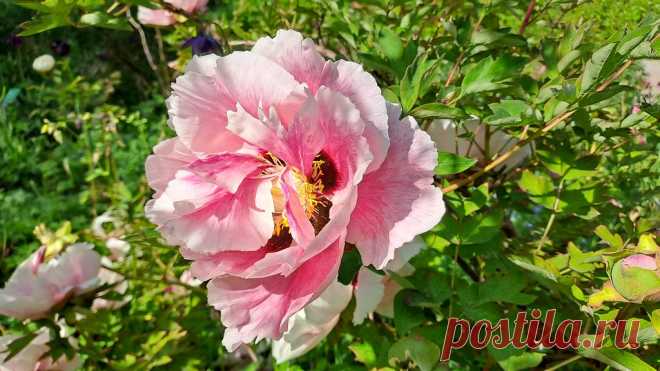 Peony - Pfingstrose- Pivoine - Peonia Botanical garden open to the public, very worth seeing almost at any time of the year.  The garden is not advertised, you have to ask the inhabitants, it is located near the castle in the middle of the old town on a hill. ********************************************************************************* 69469 Weinheim an der Bergstrasse, Südhessen, Germany Babostraße 5 Schau- und Sichtungsgarten Hermannshof sichtungsgarten-hermannshof.de/