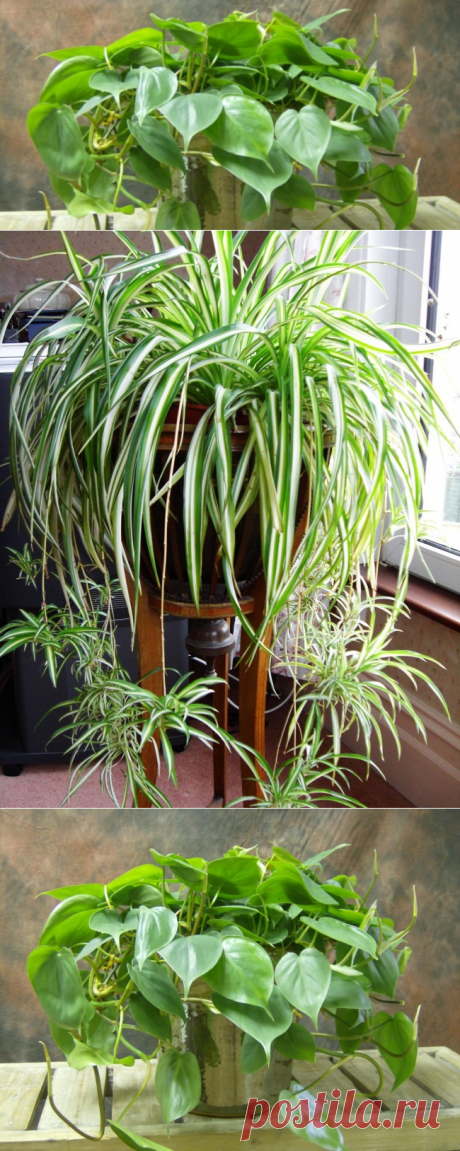 12 домашних цветов для темного уголка