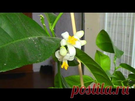 ЛИМОН ЗАЦВЕЛ УЖЕ НА ПЕРВЫЙ ГОД. В ЧЁМ СЕКРЕТ.