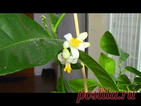 ЛИМОН ЗАЦВЕЛ УЖЕ НА ПЕРВЫЙ ГОД. В ЧЁМ СЕКРЕТ.