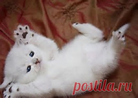 рисунки и картинки кошек и котят - Bing images