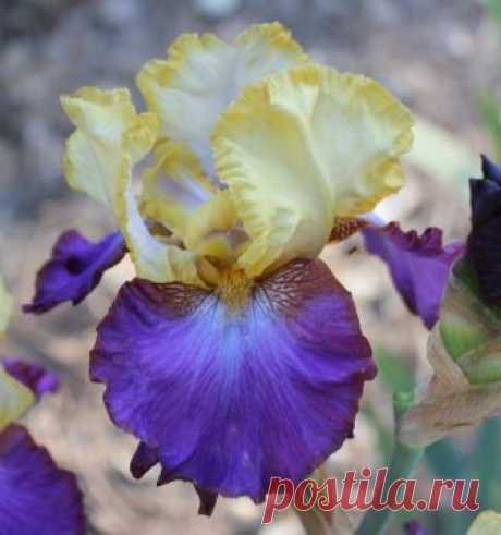 TB Iris germanica 'Bold Accent' (Brown, 1978)