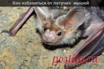 Как избавиться от летучих мышей: на даче, на балконе, под крышей, на чердаке,