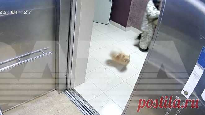 В Екатеринбурге девушка устроила разборки с соседями из-за потерявшегося шпица. В Екатеринбурге поиски собаки закончились заявлением в полицию. Об этом сообщает Telegram-канал Baza. Инцидент произошел в жилищном комплексе "Фаэтон". Девушка вышла из лифта с собакой породы шпиц, но позже животное вернулось в ...