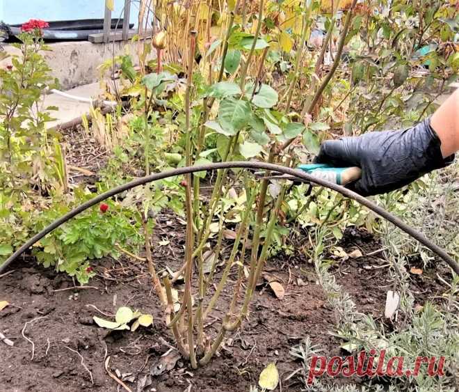 Как готовлю розы к укрытию на зиму - чем опрыскиваю, как обрезаю розы осенью | Klumba-plus | Дзен
