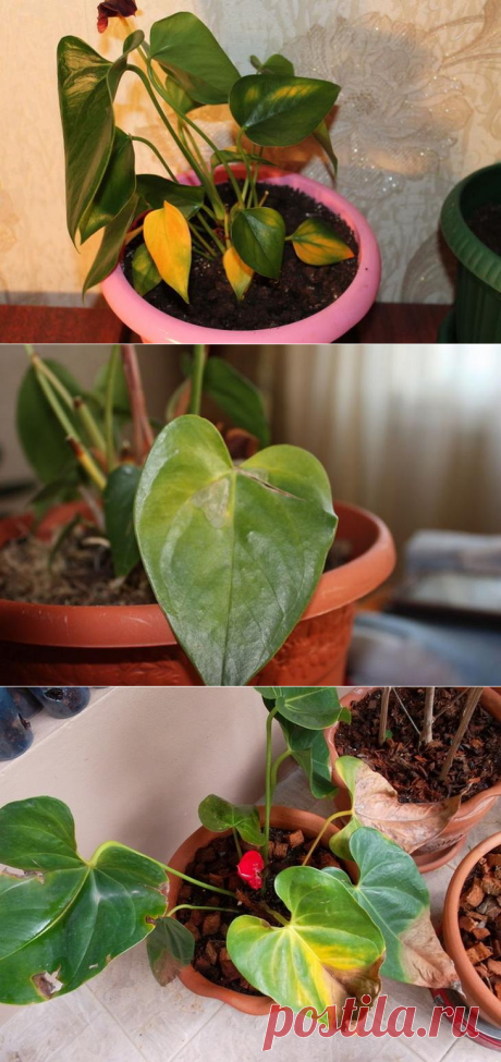 Почему у антуриума желтеют листья?