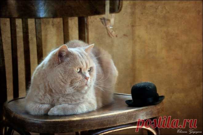35PHOTO - Eleonora Grigorjeva - День рождения Кота