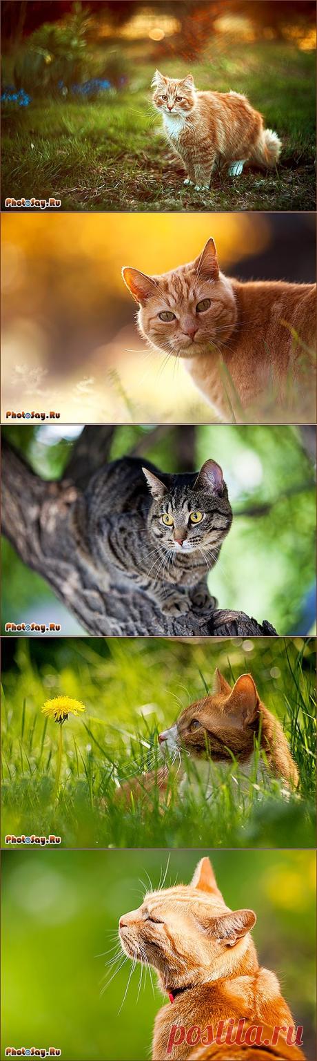 Фотосессия с котом. Как фотографировать кошек?