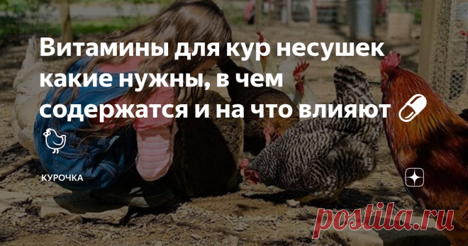 Витамины для кур несушек какие нужны, в чем содержатся и на что влияют 💊🐔 Добрый день, опытные и начинающие птицеводы. Оптимизация витаминного питания как способ улучшения продуктивности кур-несушек в нашем материале. Поговорим про витамины для кур несушек. Какие нужные и на что они влияют, помимо яйценоскости. Метаболизм и прочие физиологические процессы у кур-несушек протекают нормально лишь при удовлетворении их потребности в минералах и витаминах – биологических ката...