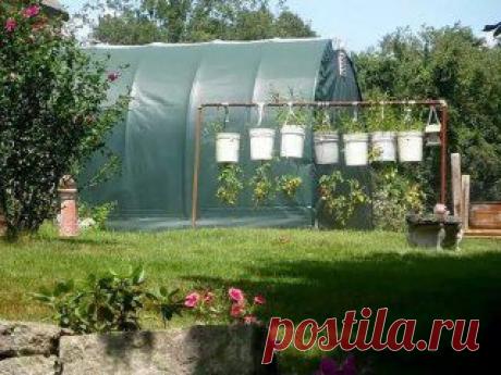 В этом году низкорослые помидорки посажу так ( вниз головой ) Сажать буду , в 5 ти Л бутылки . Под помидоры в землю , что нибудь сядет , думаю кабачки . В том году задохлый помидор так перевернули с соседкой , сначала вверх загнулся и полез , потом отвис вниз . Через 2 недели был толстый и темно зеленого цвета .