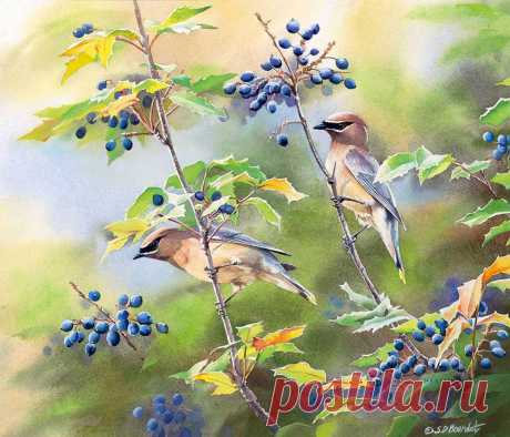 Пенье птиц... Художница Сьюзен Бордет (Susan Bourdet).