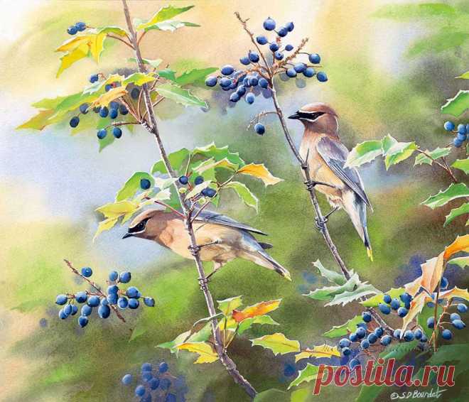 Пенье птиц... Художница Сьюзен Бордет (Susan Bourdet).