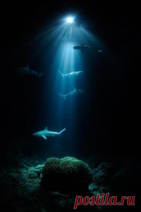 In the deep of the ocean