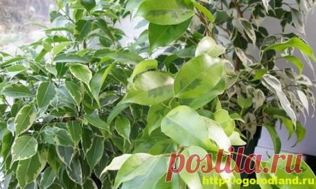 Фикусы и их разновидности. Выращивание и уход за фикусами
