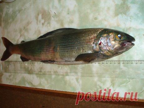 Хариус 46 см, 870 грамм))р.Ангара. г.Иркутс / Богатая добыча