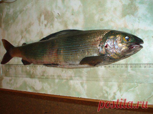 Хариус 46 см, 870 грамм))р.Ангара. г.Иркутс / Богатая добыча