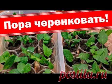 Спешите! Легкий способ сэкономить на дорогих семенах. Как черенковать ампельные петунии
