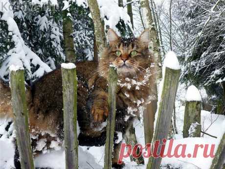 Дитя Природы