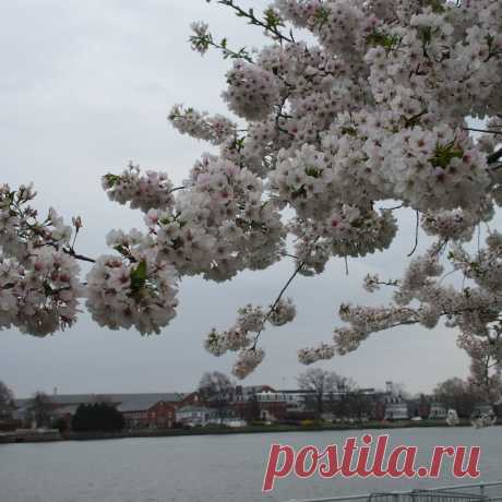 East Potomac Park, Вашингтон: лучшие советы перед посещением - Tripadvisor East Potomac Park, Вашингтон: просмотрите отзывы (3 шт.), статьи и 12 фотографий East Potomac Park, с рейтингом 262 на сайте Tripadvisor среди 500 достопримечательностей в Вашингтоне.