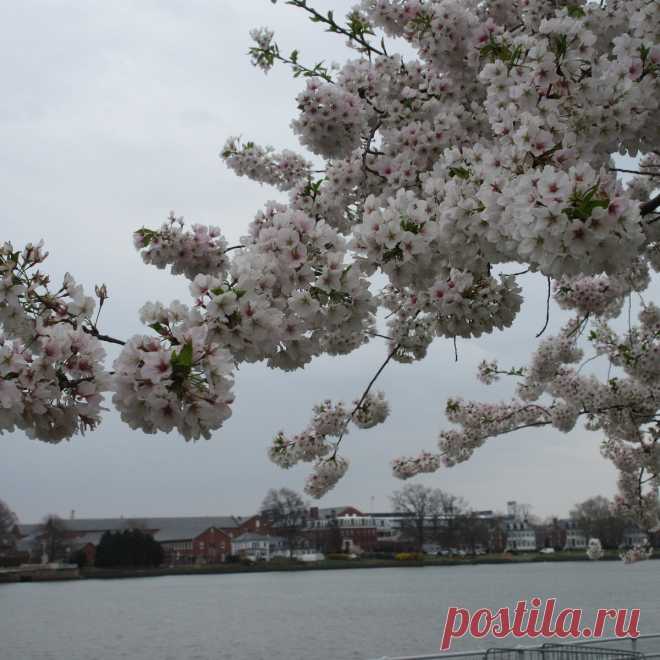 East Potomac Park, Вашингтон: лучшие советы перед посещением - Tripadvisor East Potomac Park, Вашингтон: просмотрите отзывы (3 шт.), статьи и 12 фотографий East Potomac Park, с рейтингом 262 на сайте Tripadvisor среди 500 достопримечательностей в Вашингтоне.