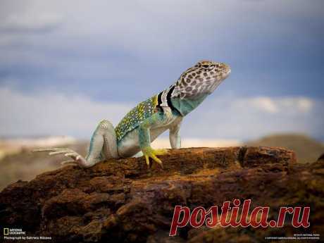 Национальные парки Америки