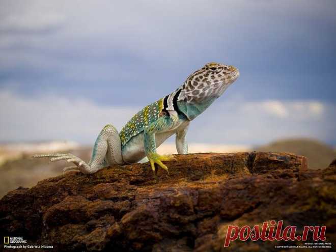 Национальные парки Америки