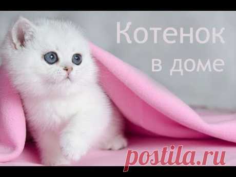Котенок в доме. Важные советы новичкам, стартовый набор.