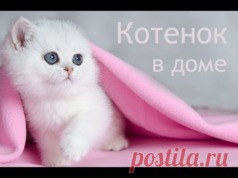 Котенок в доме. Важные советы новичкам, стартовый набор.