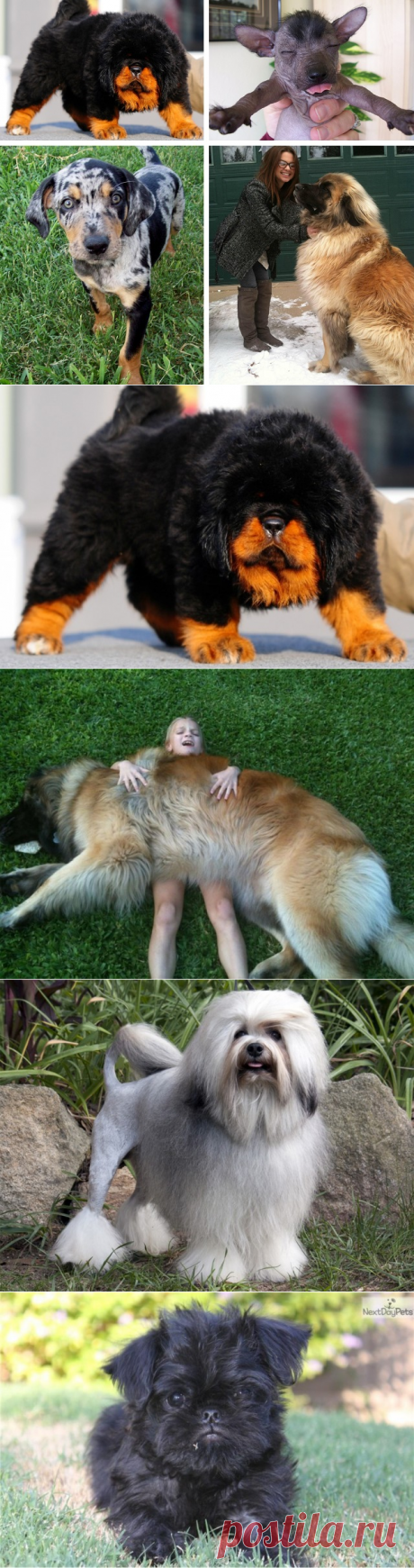 Самые редкие породы собак