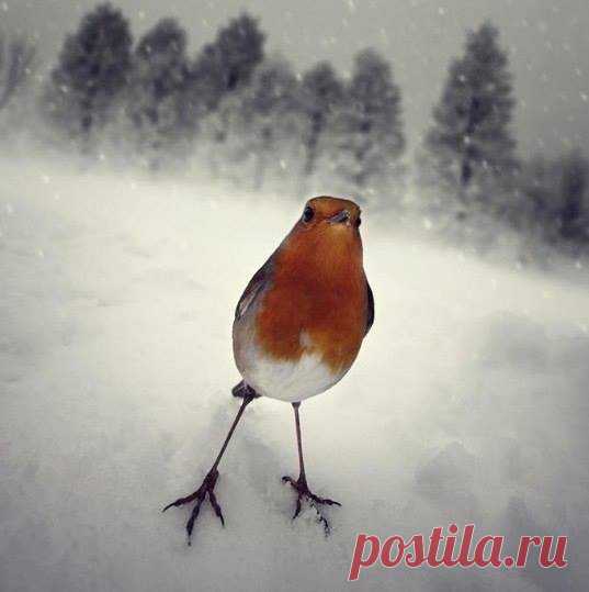 (2) Фото-монстр. Автор: Luis Beltrán