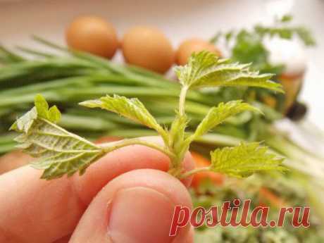 Крапивный суп — самый весенний | Домашняя аптечка