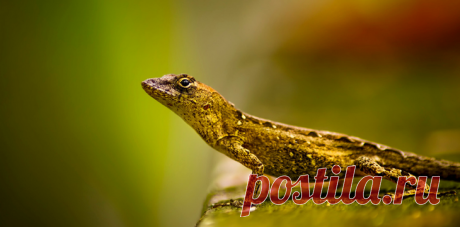 Лучшие фотографии живой природы от фотографа Ray Bilcliff