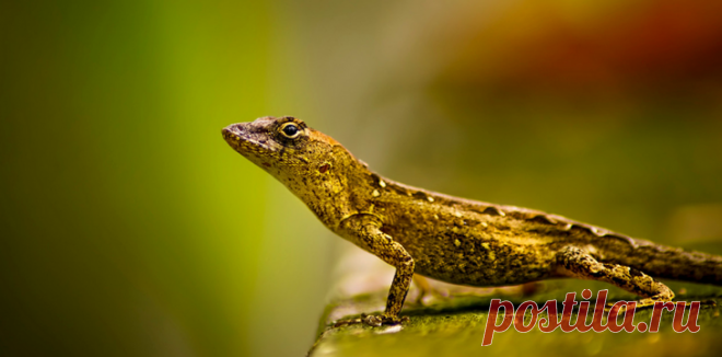 Лучшие фотографии живой природы от фотографа Ray Bilcliff