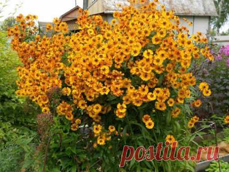 15 лучших многолетников Начинающим цветоводам подчас сложно бывает…